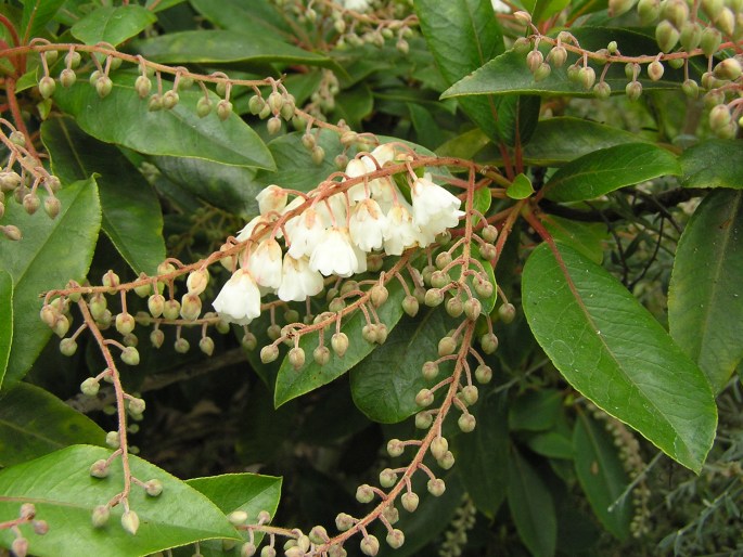 Clethra arborea