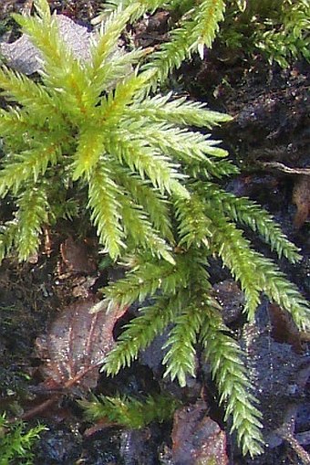 Climacium dendroides