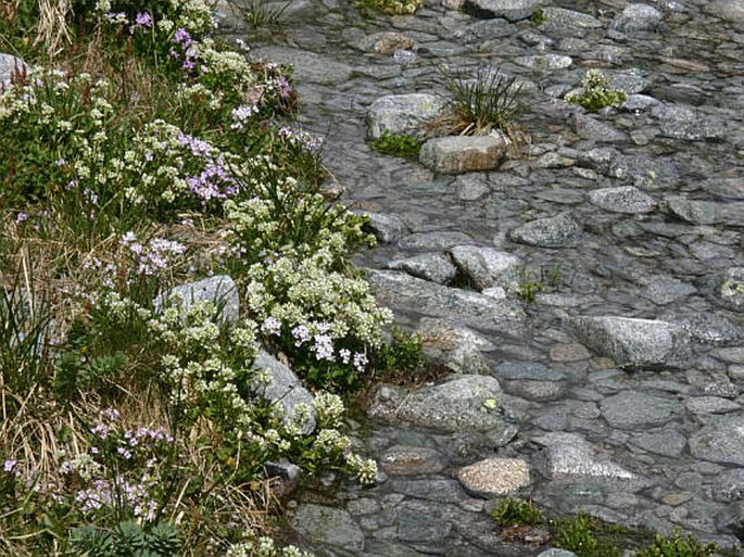 Cochlearia tatrae