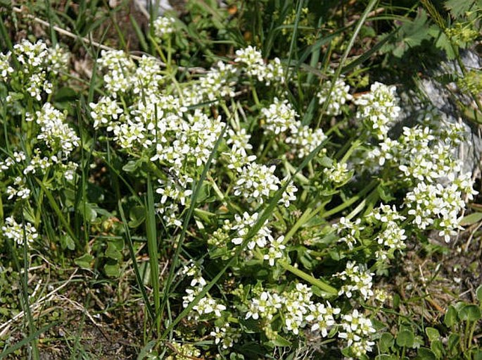 Cochlearia tatrae