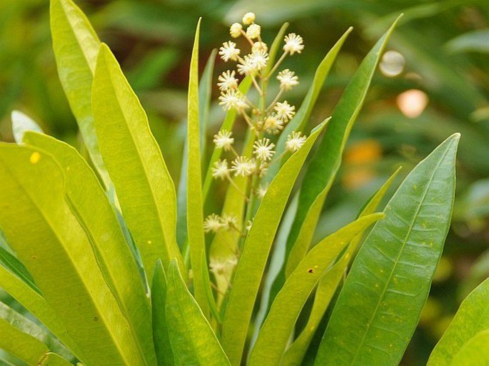 CODIAEUM VARIEGATUM (L.) Rumph. ex A. Juss. - kroton