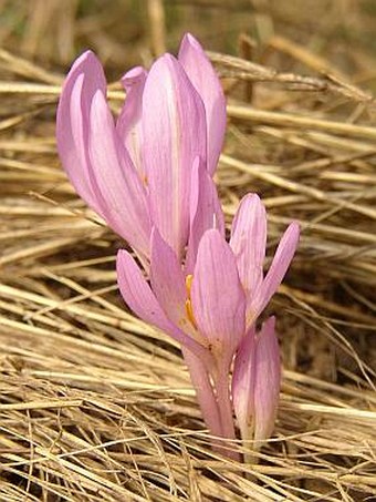 Colchicum arenarium