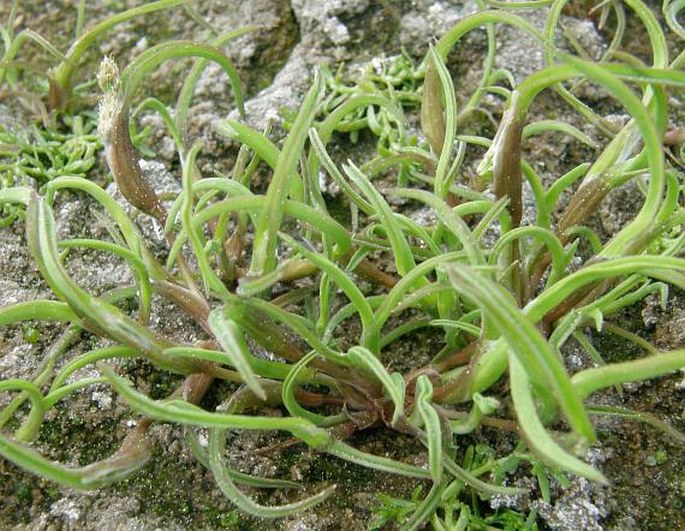 Coleanthus subtilis