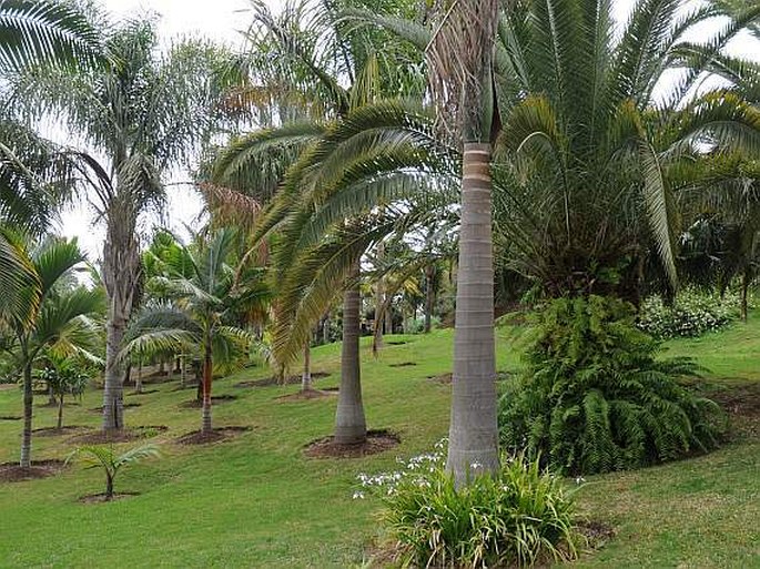 Conservatoire Botanique National de Mascarin