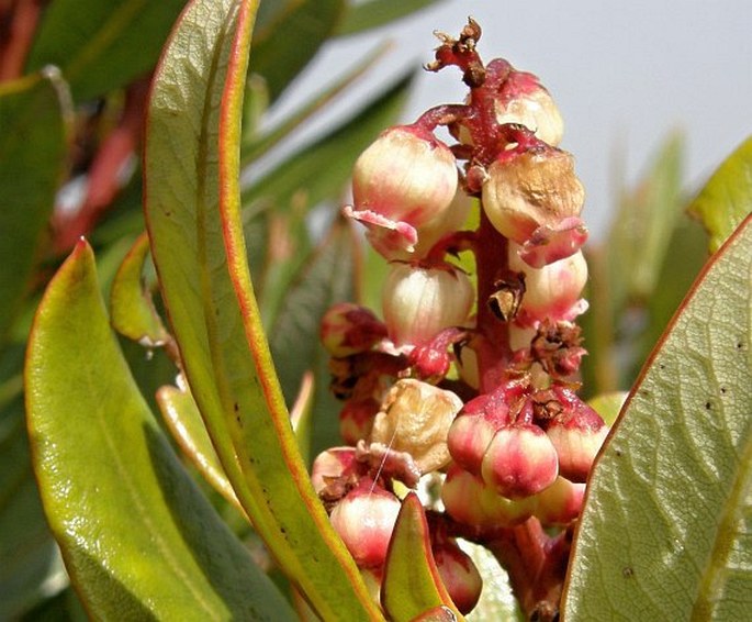 COMAROSTAPHYLIS ARBUTOIDES subsp. COSTARICENSIS (Small) Diggs