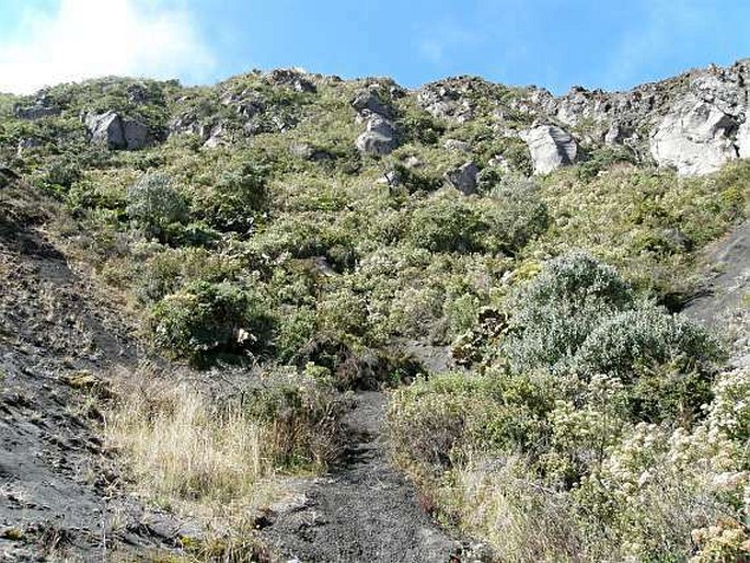 Comarostaphylis arbutoides subsp. costaricensis