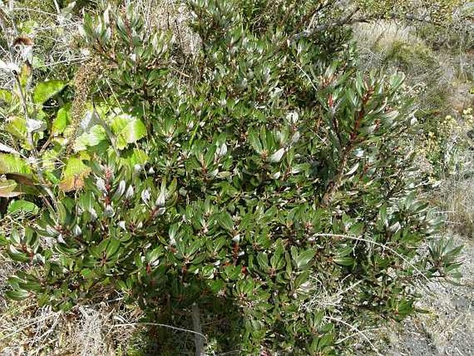 Comarostaphylis arbutoides subsp. costaricensis