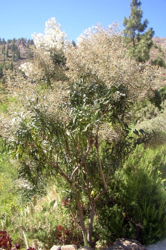 Convolvulus floridus