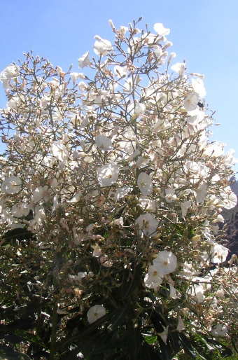 Convolvulus floridus