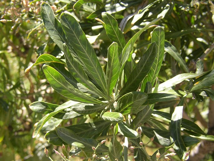 Convolvulus floridus