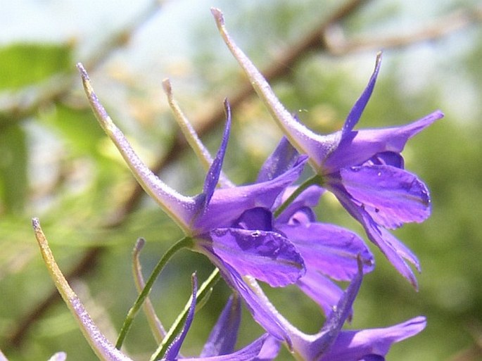 Consolida regalis paniculata