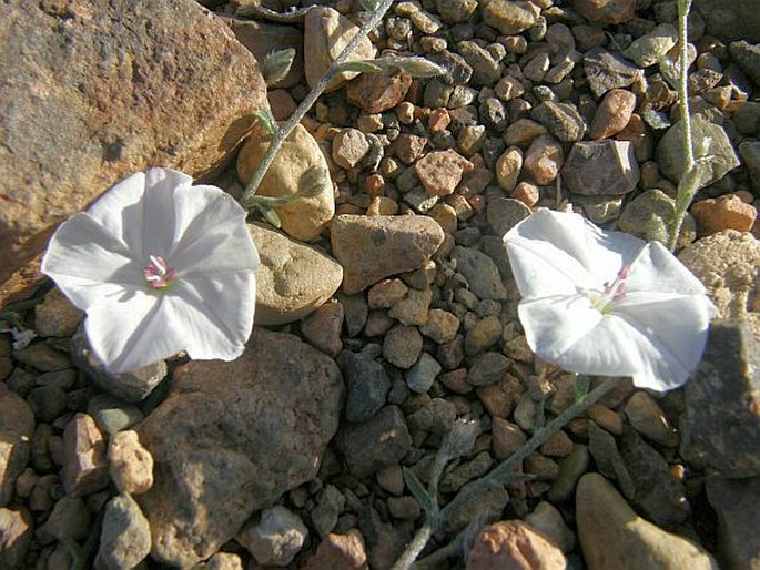 Convolvulus filipes