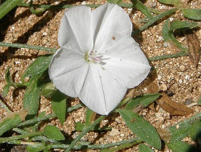 Convolvulus filipes