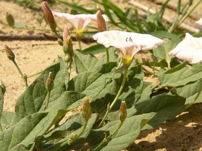 Convolvulus arvensis