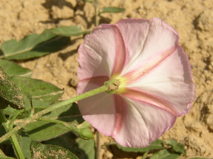 Convolvulus arvensis