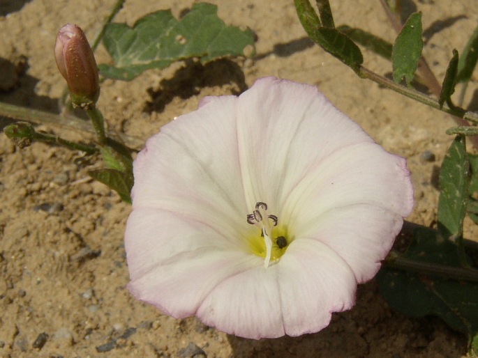 Convolvulus arvensis