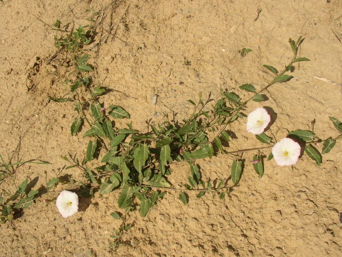 Convolvulus arvensis