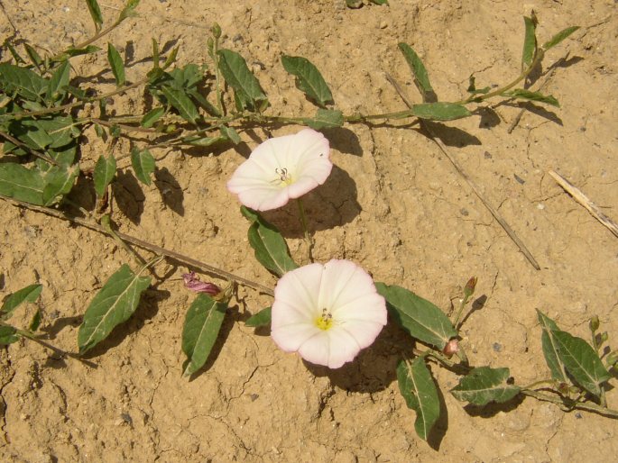 Convolvulus arvensis