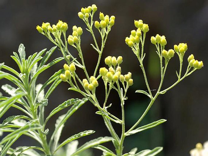 Nidorella nobrei