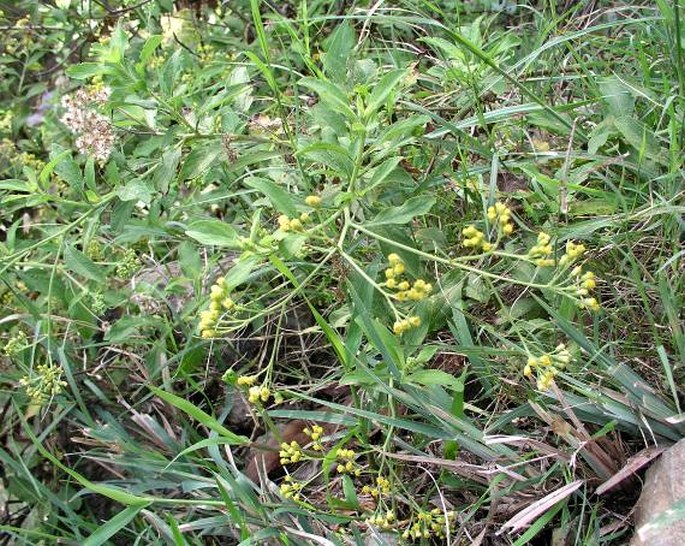 Nidorella varia