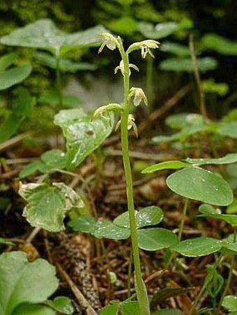 Corallorhiza trifida