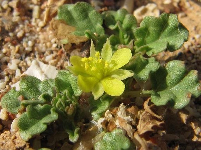 CORCHORUS DEPRESSUS (L.) Stocks – jutovník