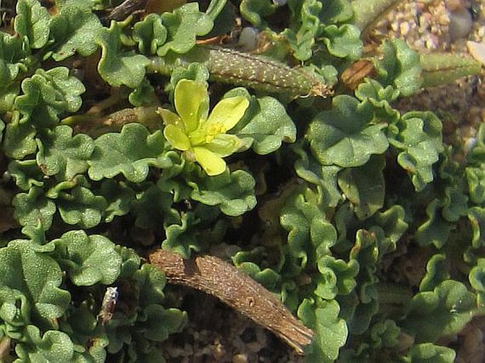 Corchorus depressus