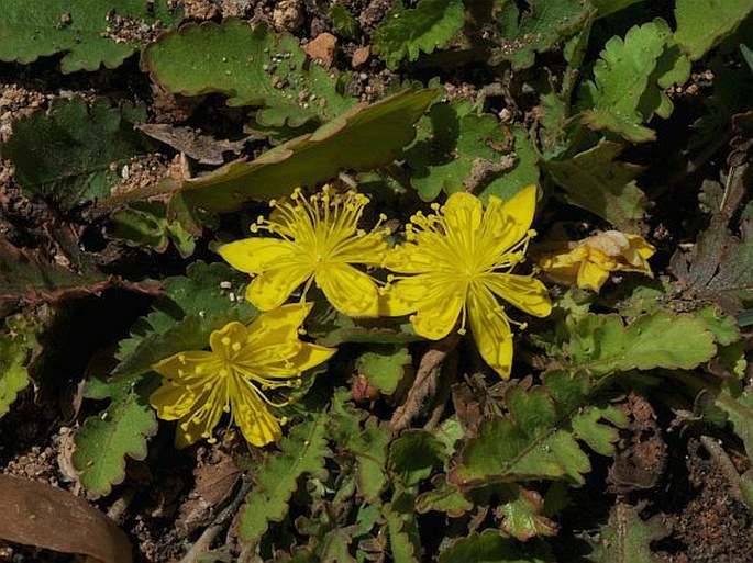 CORCHORUS ERODIOIDES Balf. f. – jutovník