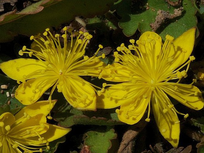 Corchorus erodioides