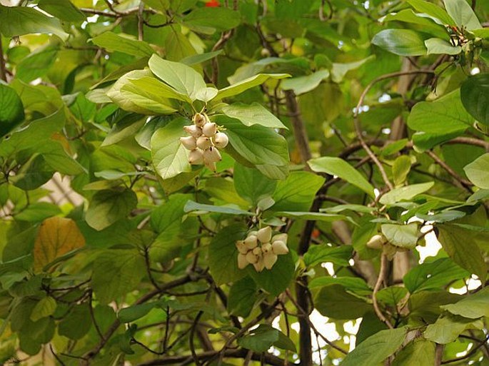 Cordia sebestena