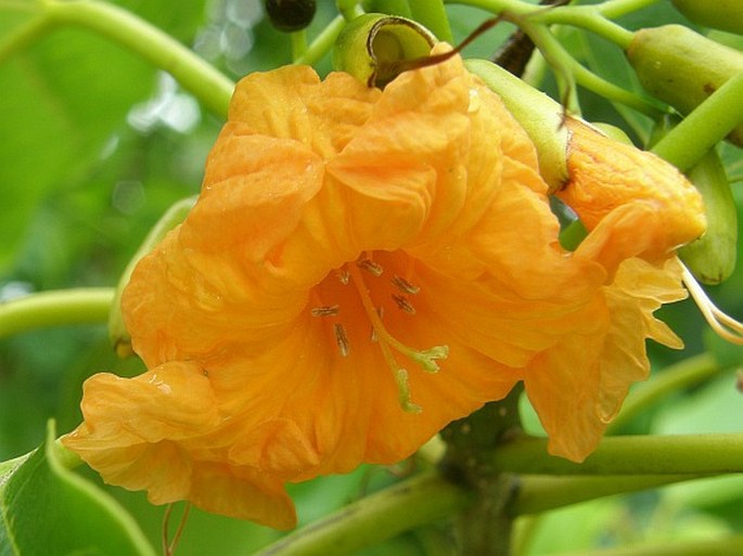 CORDIA SUBCORDATA Lam.