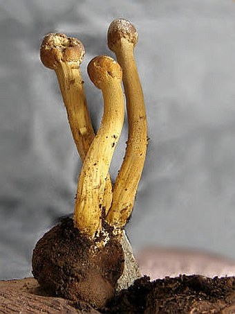 Elaphocordyceps capitata