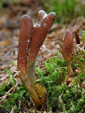 Elaphocordyceps ophioglossoides