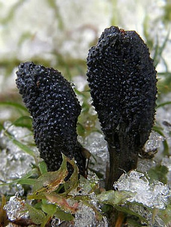 Elaphocordyceps ophioglossoides