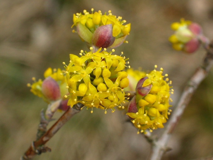 Cornus mas