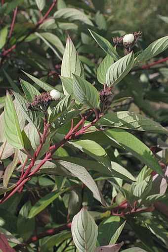 Cornus sericea