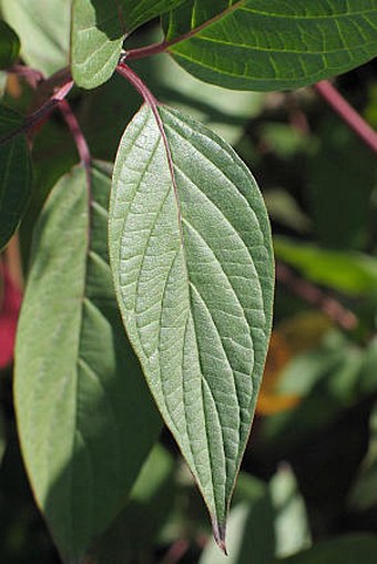 Cornus sericea