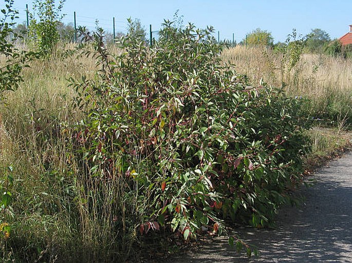 Cornus sericea