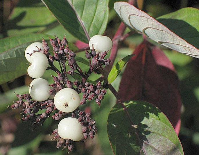 Cornus sericea