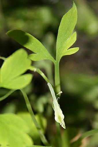 Corydalis capnoides