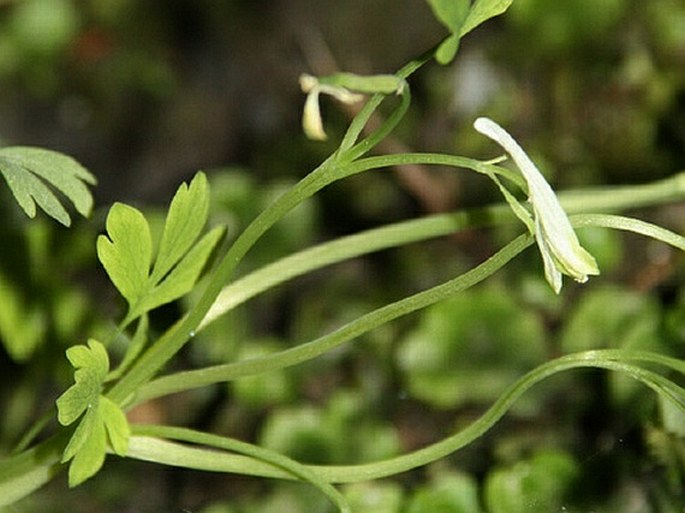 Corydalis capnoides