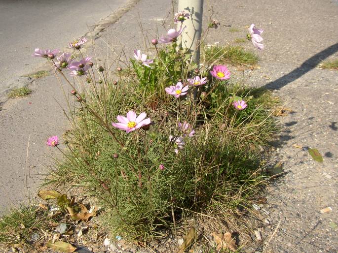 Cosmos bipinnatus