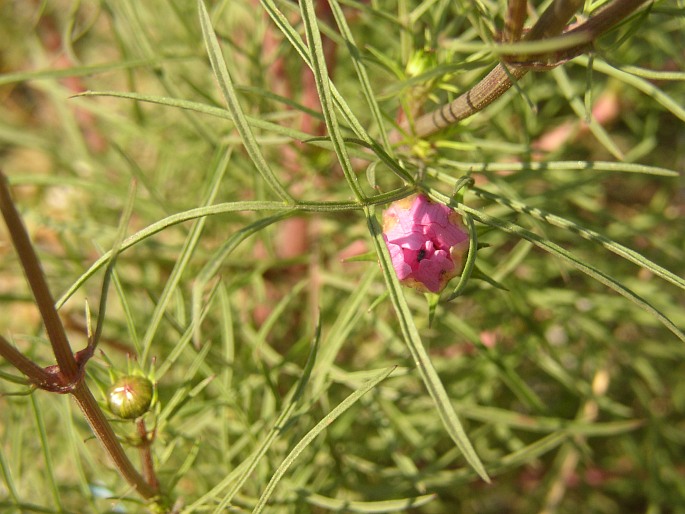 Cosmos bipinnatus