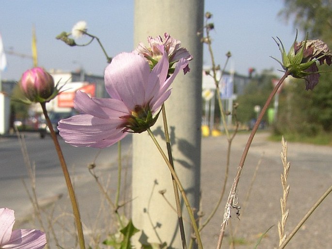 Cosmos bipinnatus