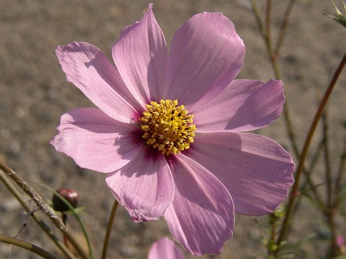 Cosmos bipinnatus