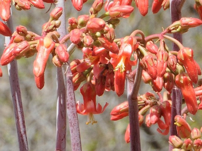 Cotyledon barbeyi