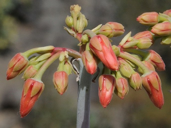 Cotyledon barbeyi