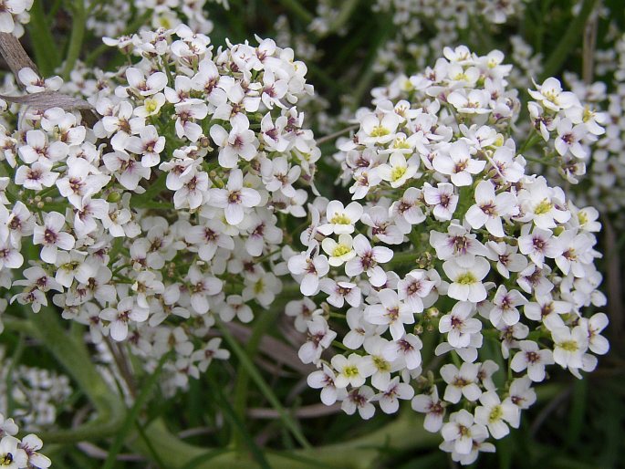 Crambe tataria