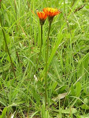 Crepis aurea