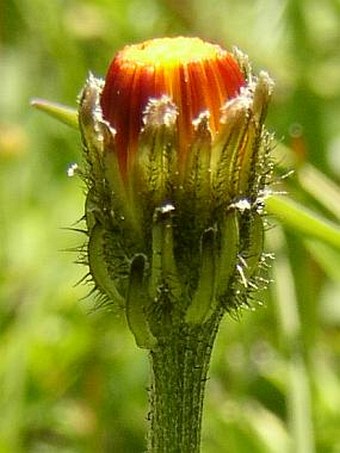 Crepis aurea